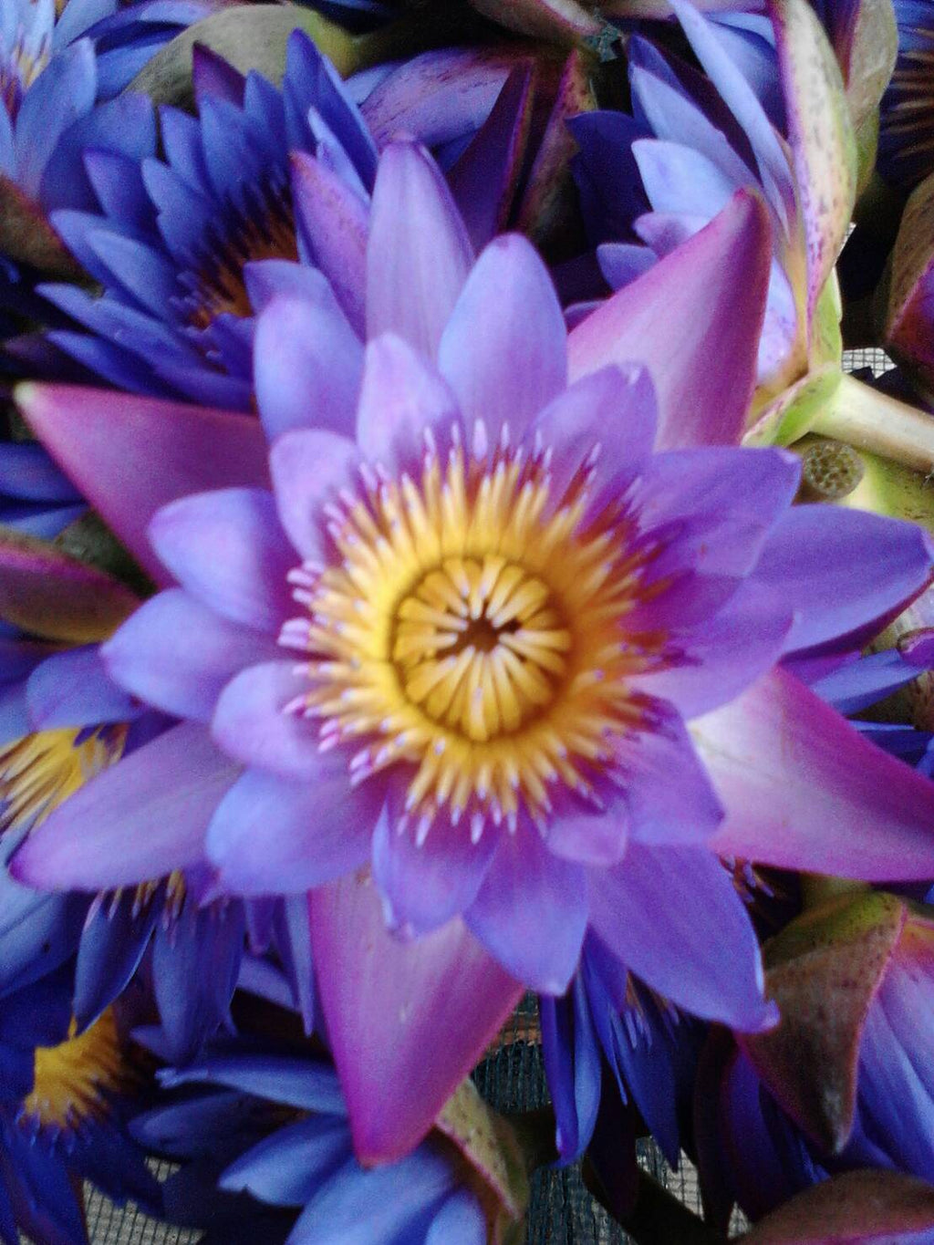 Whole Blue Lotus Flowers - 60g