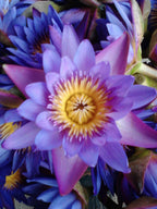 Whole Blue Lotus Flowers - 60g