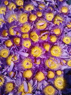 Whole Blue Lotus Flowers - 60g